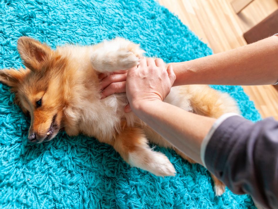 Knowing first aid for pets is just as important as humans