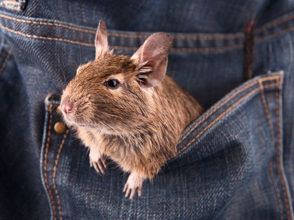 Pocket pets: Small in stature, big in heart