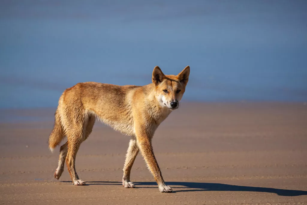Culling dingoes start of 'domino effect' that may be changing the