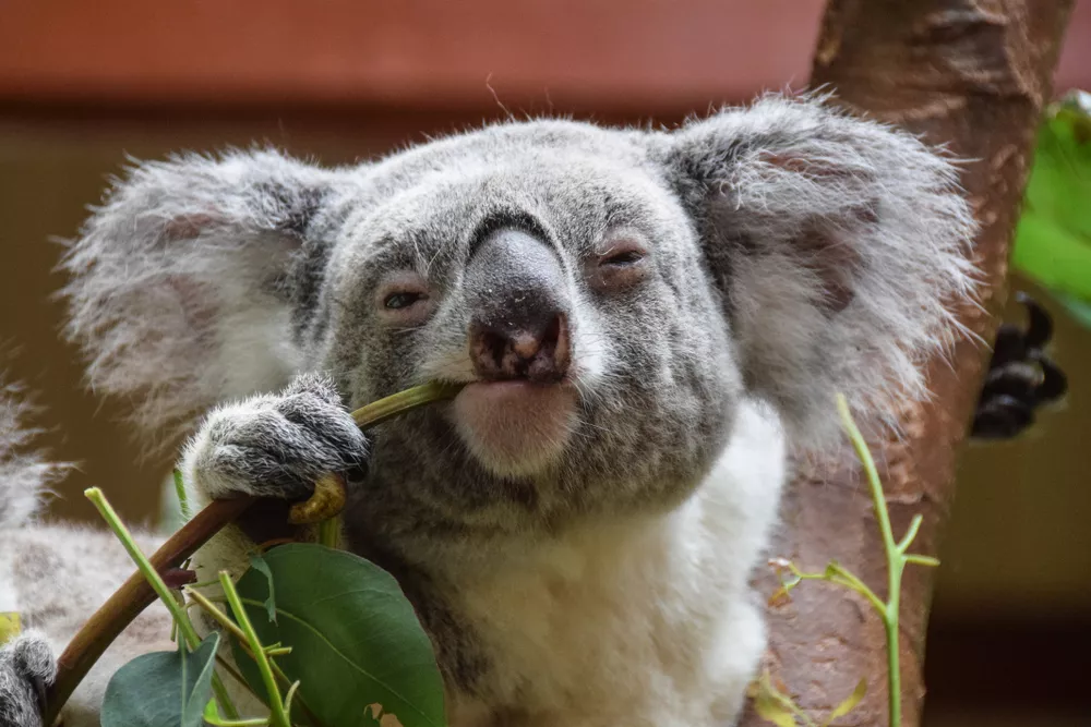 Koalas: Facts About Iconic Marsupials