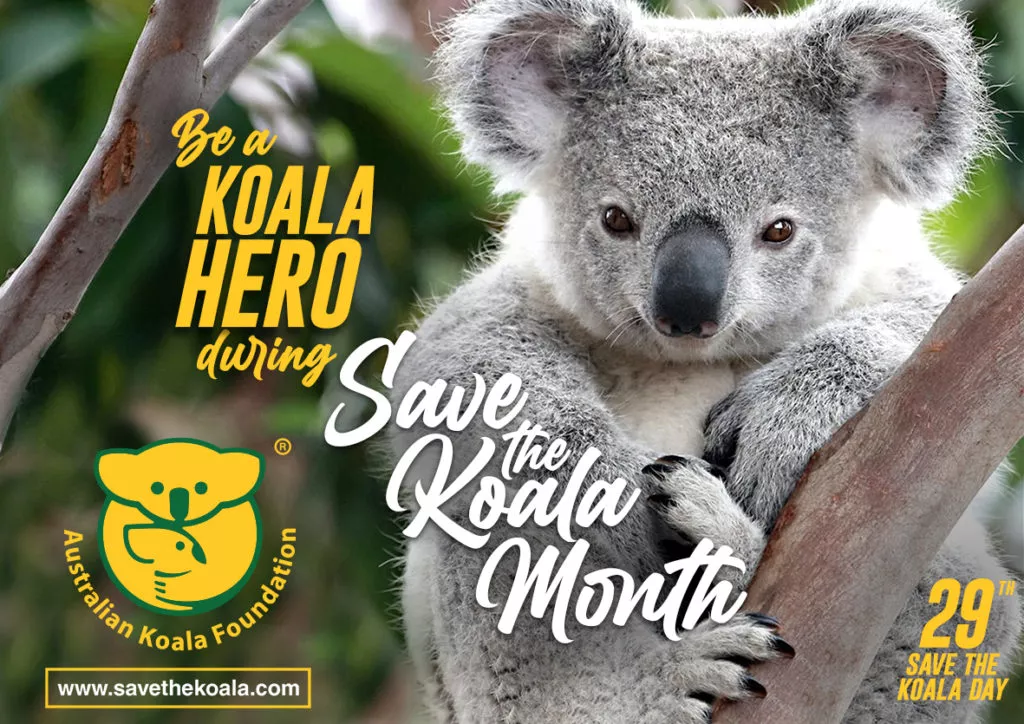 10% For You & Koalas - Sept. is koala month! - I Still Call Australia Home