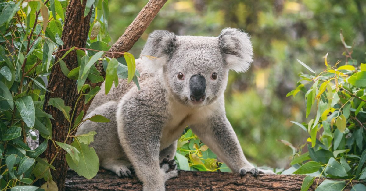 Save the Koala Month - Australian Koala Foundation