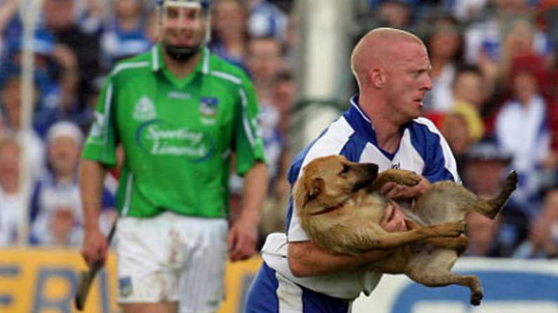 Mullane, Dog's Best Friend