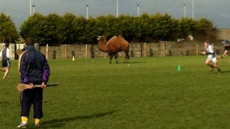 Photo: A Camel Showed Up At Wexford's U-21 Training This Morning. Yes, A Camel.