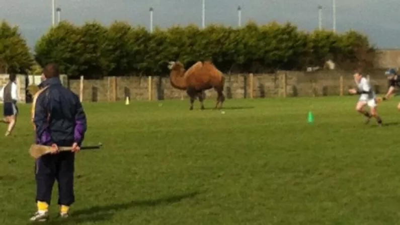Photo: A Camel Showed Up At Wexford's U-21 Training This Morning. Yes, A Camel.