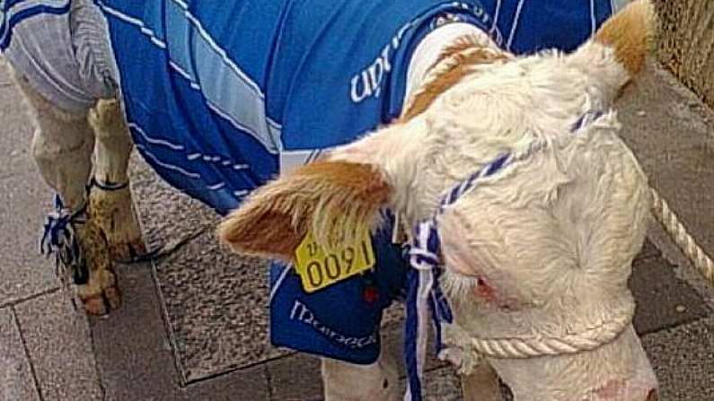 The Bull Calf In A Monaghan Shirt