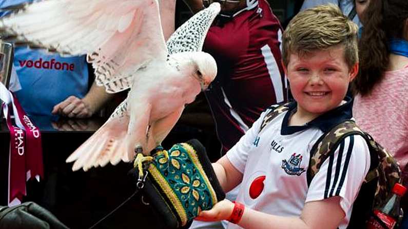 Young Dublin Supporter Is A Bit Nervous Around The Birds