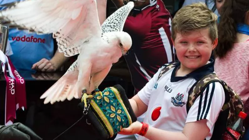 Young Dublin Supporter Is A Bit Nervous Around The Birds