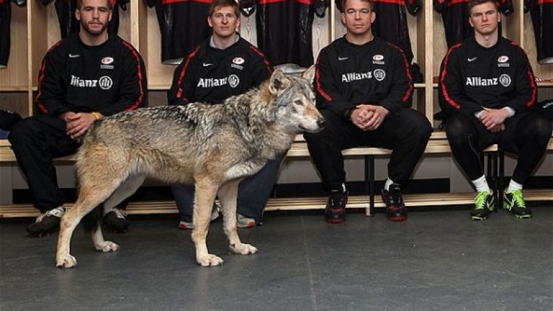 Motivational Wolves Brought Into Saracens Dressing Room