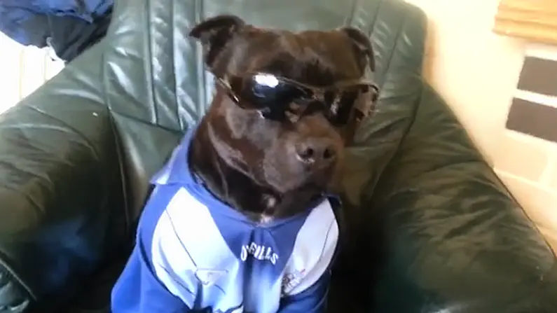 Gallery: The Greatest Dogs In GAA History.