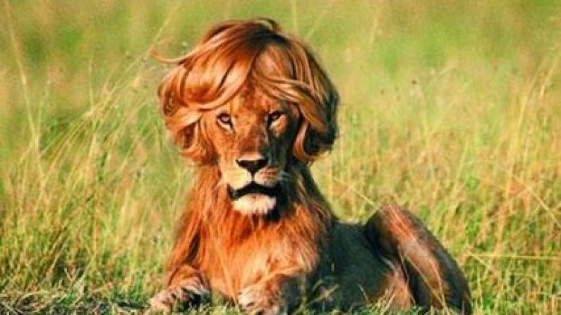 The Lion That Looks Like Jerry Flannery