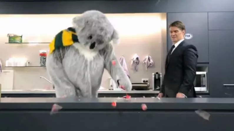 This Angry Koala Really Has It In For The Lions
