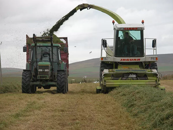 Cutting_silage_at_Folsetter