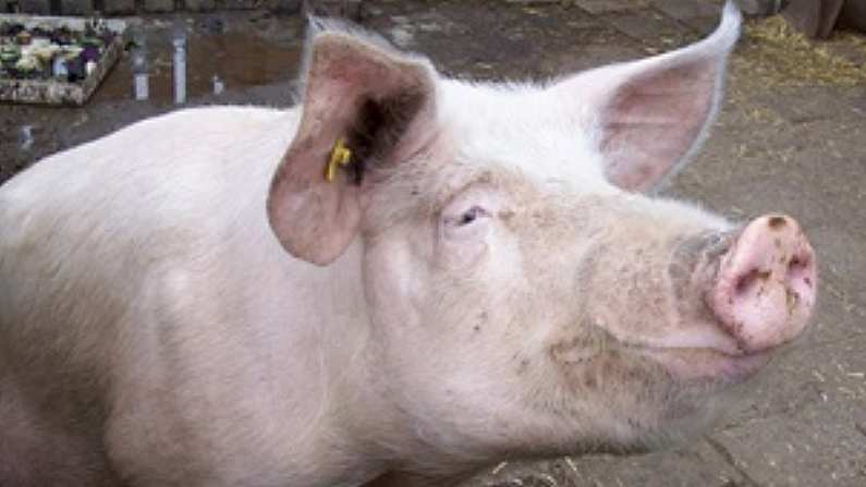 There Are Some Serious Pigs At Ladies Football Matches These Days