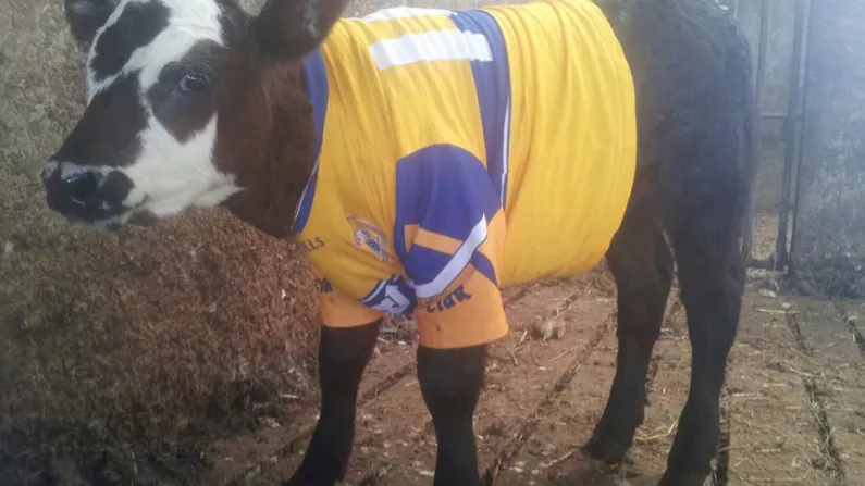 The Eagerly Awaited Picture Of A Calf In A Clare Jersey Is Here.