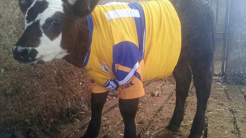 The Eagerly Awaited Picture Of A Calf In A Clare Jersey Is Here.