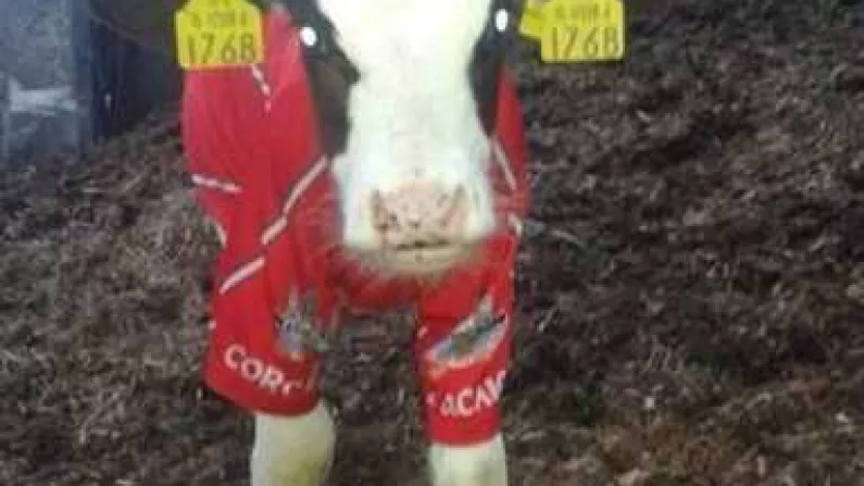 A Calf In A Cork Jersey? Oh Yeah