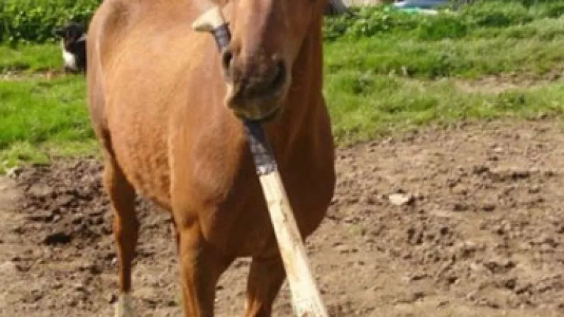 Somebody Get This Horse A GAA Jersey
