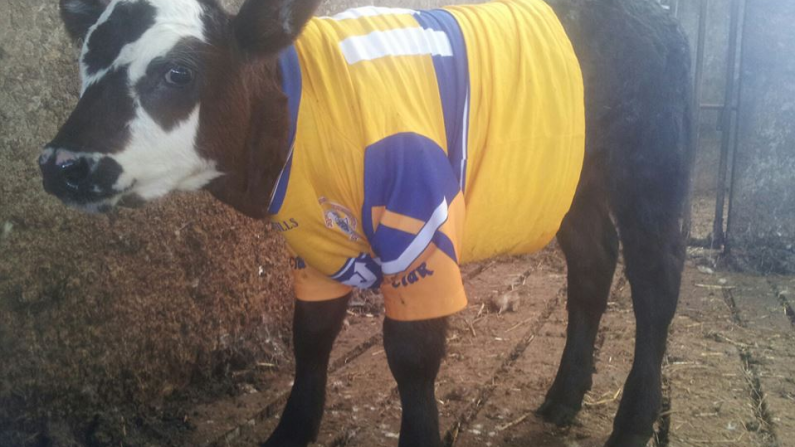 All The Crazy Clare And Cork Fan Photos