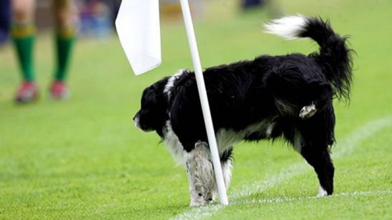 The Funniest Photos Of Dogs Invading GAA Matches