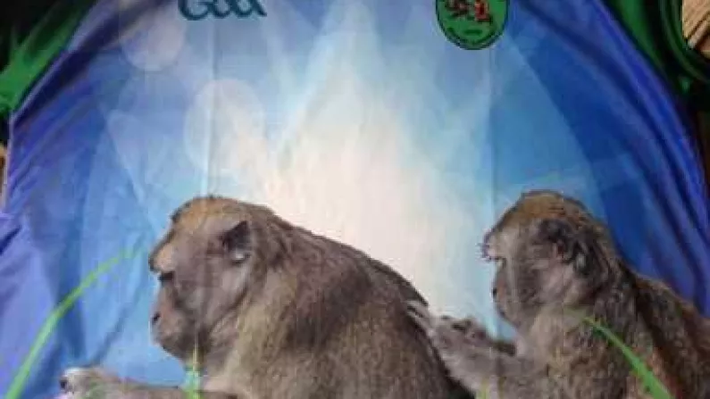 Probably The First GAA Jersey To Feature Macaques