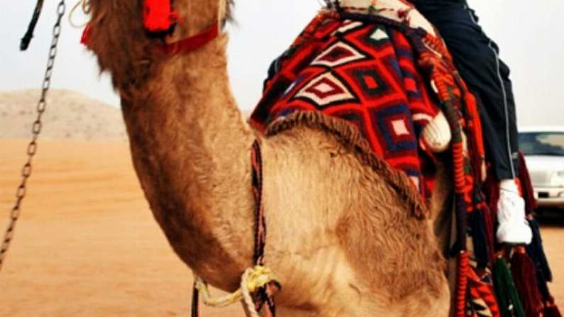 Marty Morrissey On A Camel