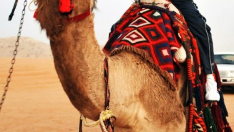 Marty Morrissey On A Camel