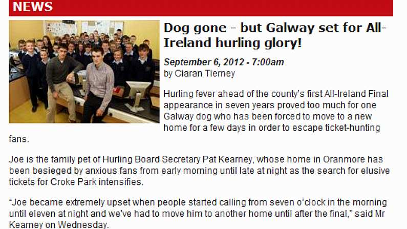 Galway Dog Rehoused Over All-Ireland Final Ticket Hunt Mania