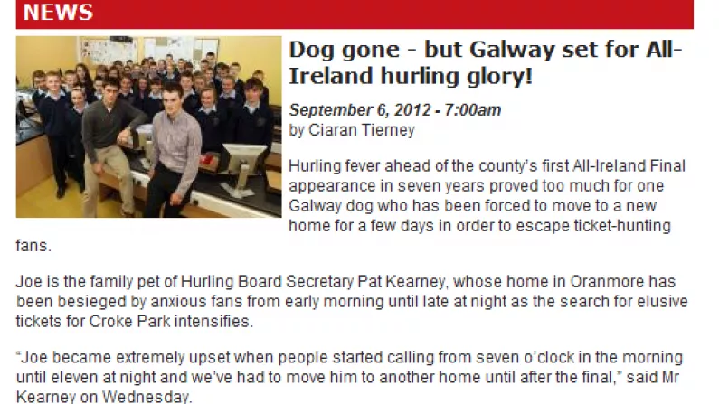 Galway Dog Rehoused Over All-Ireland Final Ticket Hunt Mania