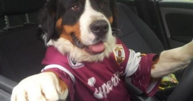 Dog In A Galway Shirt, Driving A Car 