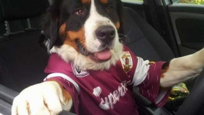 Dog In A Galway Shirt, Driving A Car.