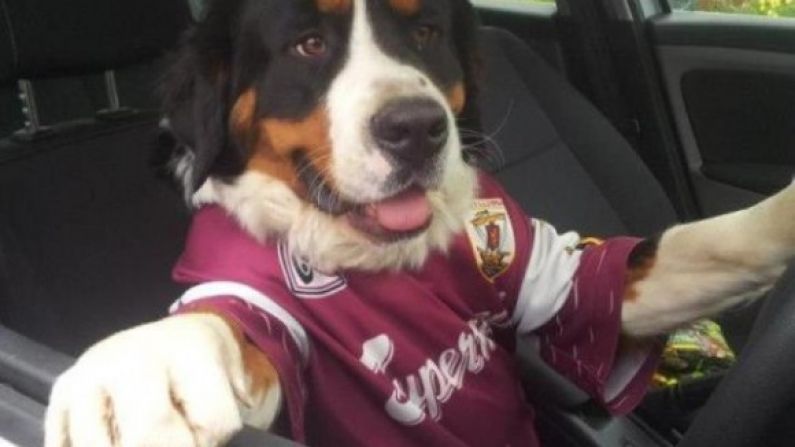 Dog In A Galway Shirt, Driving A Car.