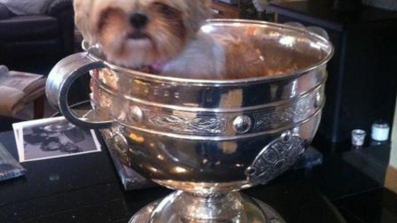 Want to see Mark McHugh's dog sitting in the Sam Maguire? Of course you do.