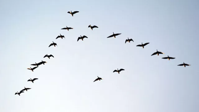 ducks-flying-v-formation-migrating-photo1
