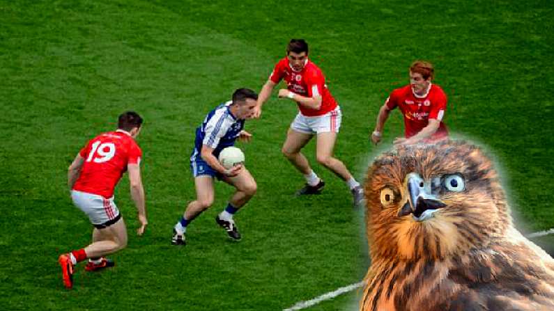 Croke Park To Employ A Real Life Hawk To Deter The Greatest Nuisance In GAA