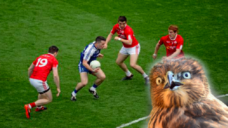 Croke Park To Employ A Real Life Hawk To Deter The Greatest Nuisance In GAA