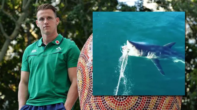 Irish Rugby Players Go Nuts For Close Encounter With Great White Shark In South Africa