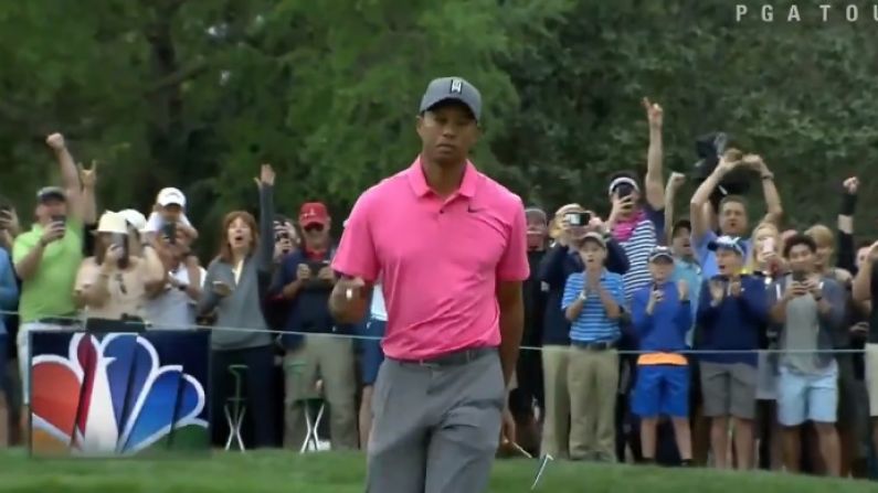 It's Happening! Tiger Woods Approaches The Lead After Chipping In At Valspar