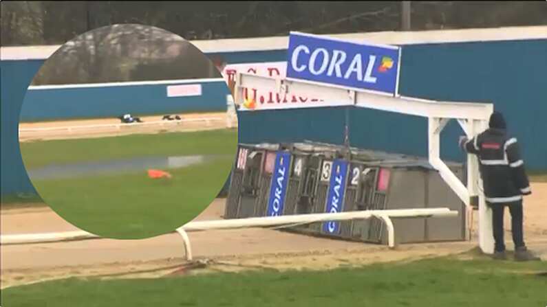 Watch: Malfunctioning Hare Sparks Hilarious End To Greyhound Race