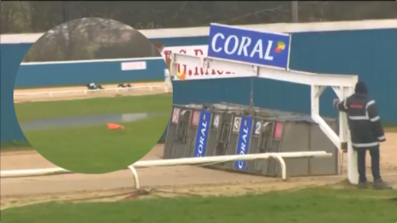Watch: Malfunctioning Hare Sparks Hilarious End To Greyhound Race