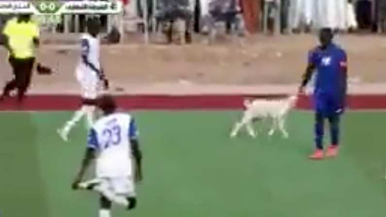 Watch: Goat Invades Pitch In Sudan Premier League Match