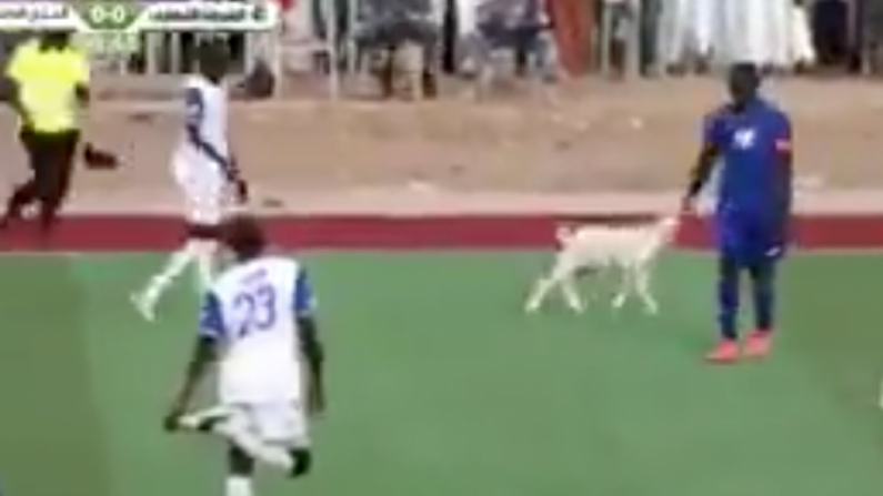 Watch: Goat Invades Pitch In Sudan Premier League Match