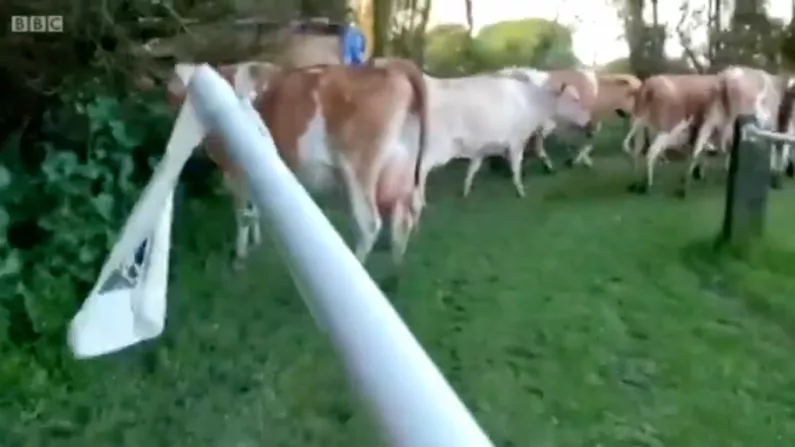 Match Abandoned After Over 50 Cows Storm Pitch