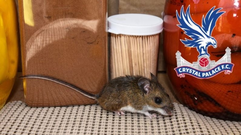 Crystal Palace Training Ground Kitchen Was Closed Due To Mice Infestation