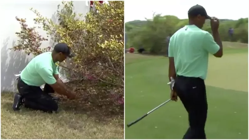 Watch: Tiger Woods Pulls Off Absolute Circus Shot At Dell Match Play