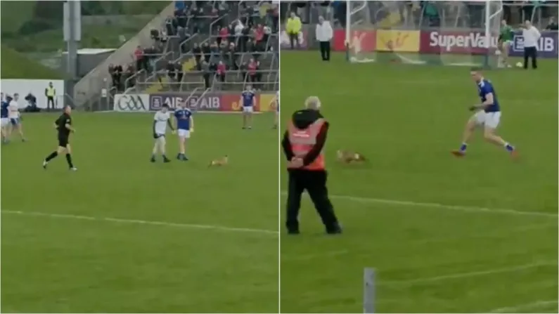 Watch: Canine Pitch Invader Steals The Show In Cavan Vs Monaghan