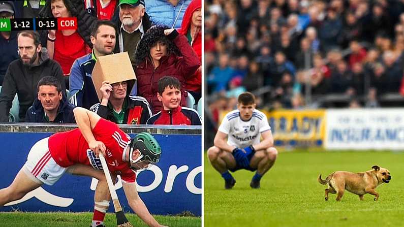 Poll: Cavan v Monaghan Dog Or Cardboard Box Man?