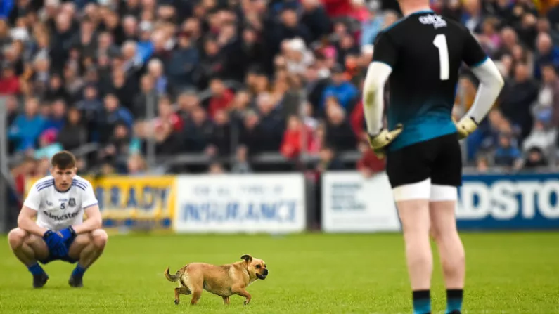 Balls Investigates: Was The Dog A Ruse By Cavan To Disrupt Monaghan?