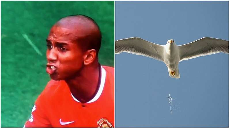 Ashley Young Claims Bird Didn't Shit In His Mouth In Infamous Viral Clip