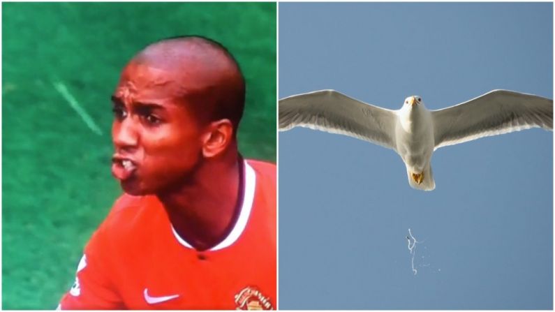 Ashley Young Claims Bird Didn't Shit In His Mouth In Infamous Viral Clip